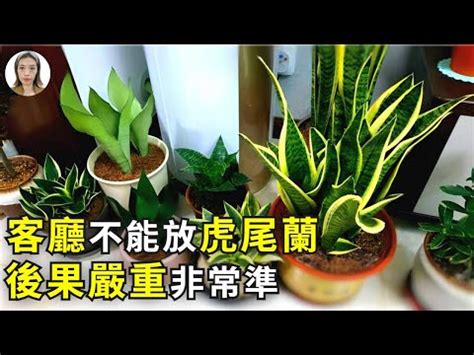 石筆虎尾蘭風水|【虎尾蘭風水】虎尾蘭風水指南：招財旺運、避厄除煞